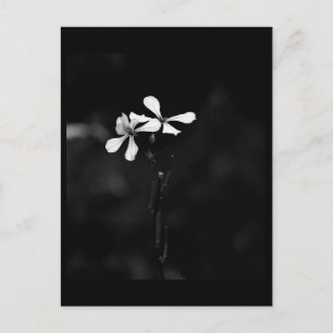 Carte Postale floral noir et blanc minimaliste