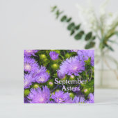 Carte Postale Floral photographique Fleur sauvage d'Aster violet (Debout devant)