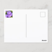 Carte Postale Floral photographique Fleur sauvage d'Aster violet (Dos)