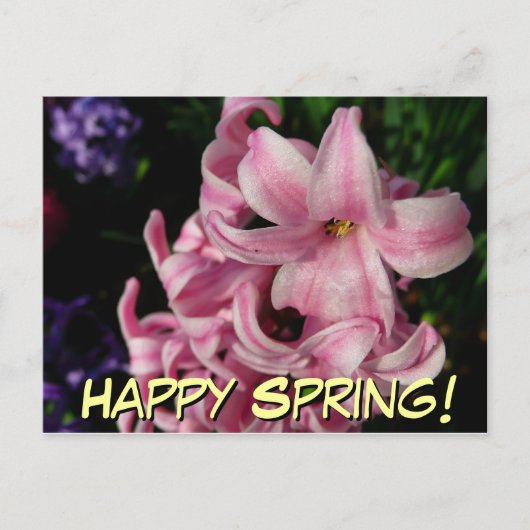 Carte Postale Floral Pink Hyacinth (Devant)