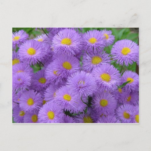 Carte Postale Floral pourpre (Devant)