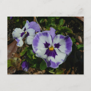 Carte Postale Floral Purple and White Pansies