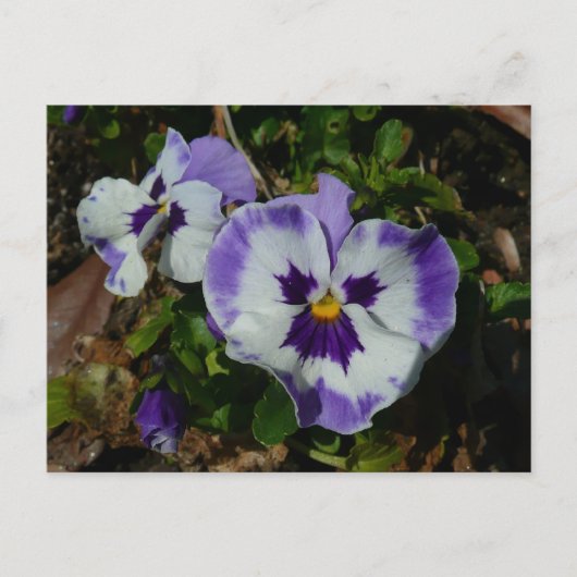 Carte Postale Floral Purple and White Pansies (Devant)