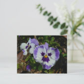 Carte Postale Floral Purple and White Pansies (Debout devant)