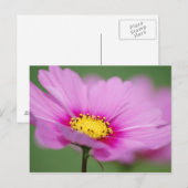 Carte Postale Floral rose (Devant / Derrière)