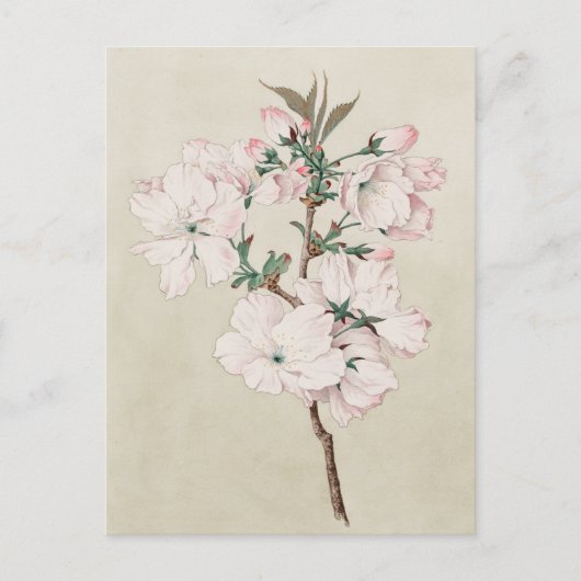 Carte Postale Floral rose clair (Devant)