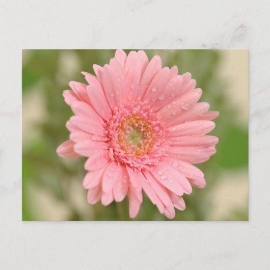 Carte Postale Floral rose Gerbera Daisy Fleur Bonjour Amour (Devant)