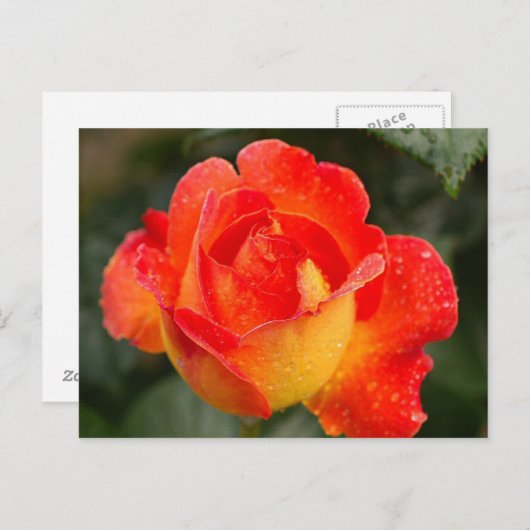 Carte Postale Floral Rose orange (Devant / Derrière)