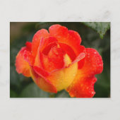 Carte Postale Floral Rose orange (Devant)