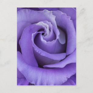 Carte postale Floral Rose violet