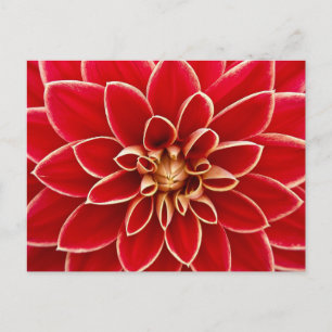 Carte postale Floral Rouge