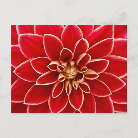 Carte postale Floral Rouge (Devant)