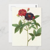 Carte Postale Floral rouge et violet (Devant / Derrière)