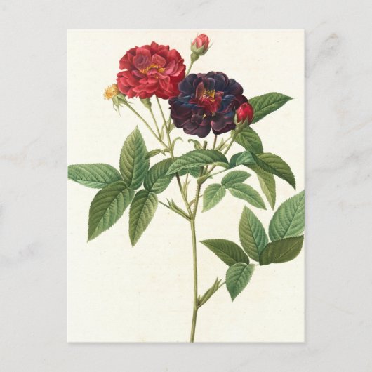 Carte Postale Floral rouge et violet (Devant)