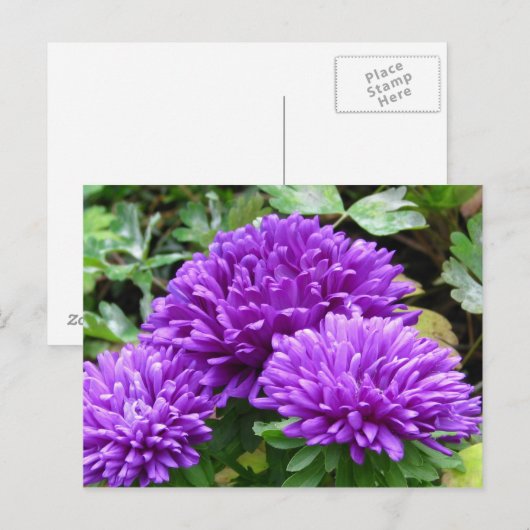 Carte postale florale (Devant / Derrière)