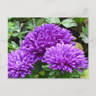 Carte postale florale