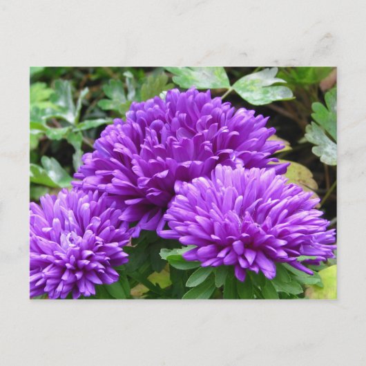 Carte postale florale (Devant)