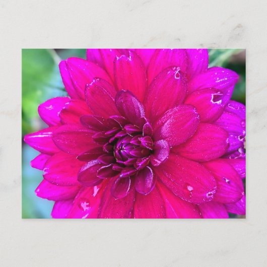 Carte postale florale (Devant)