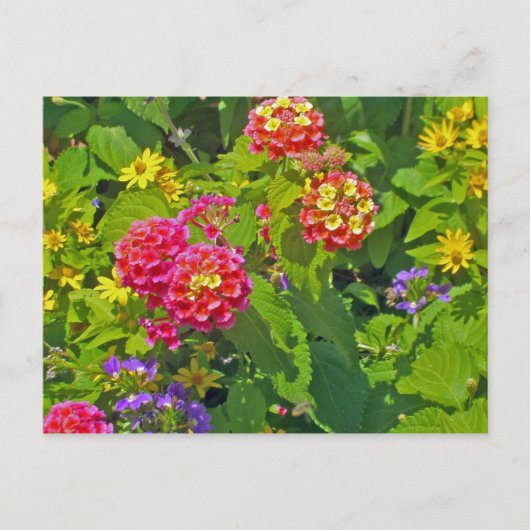 Carte postale florale (Devant)