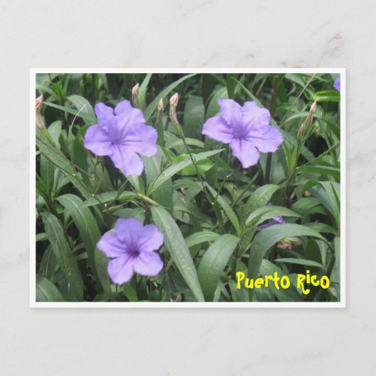 Carte postale florale (Devant)
