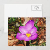 Carte postale florale (Devant / Derrière)