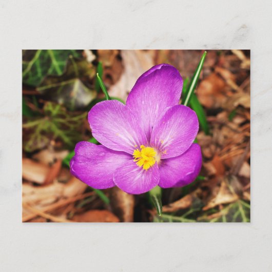 Carte postale florale (Devant)
