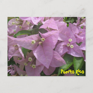Carte postale florale 3