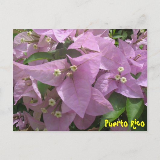 Carte postale florale 3 (Devant)