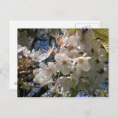 Carte postale florale aux fleurs blanches (Devant / Derrière)