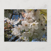 Carte postale florale aux fleurs blanches (Devant)