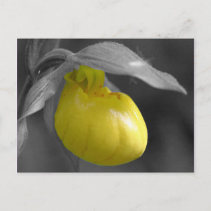 Carte postale florale blanche de noir jaune de