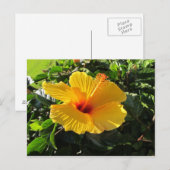 Carte postale florale de fleur d'hibiscus jaune (Devant / Derrière)