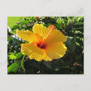 Carte postale florale de fleur d'hibiscus jaune
