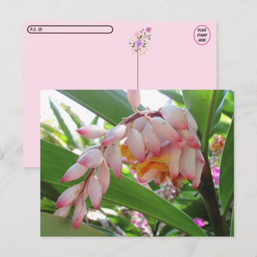 Carte postale florale de la coque de la postfranch (Devant / Derrière)