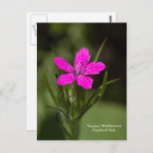 Carte postale florale de la fleur sauvage de Virgi (Devant / Derrière)