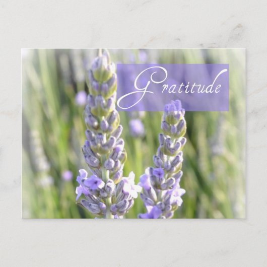 Carte postale florale de lavande de gratitude (Devant)