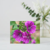 Carte postale Florale de mauve (Debout devant)