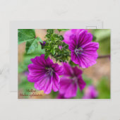 Carte postale Florale de mauve (Devant / Derrière)