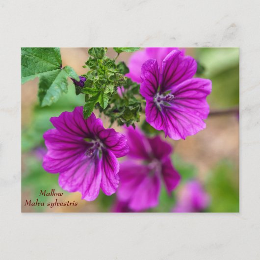 Carte postale Florale de mauve (Devant)