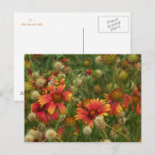 Carte postale florale d'été (Devant / Derrière)