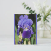 Carte postale florale Iris de minuit (Debout devant)