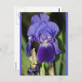 Carte postale florale Iris de minuit (Devant / Derrière)
