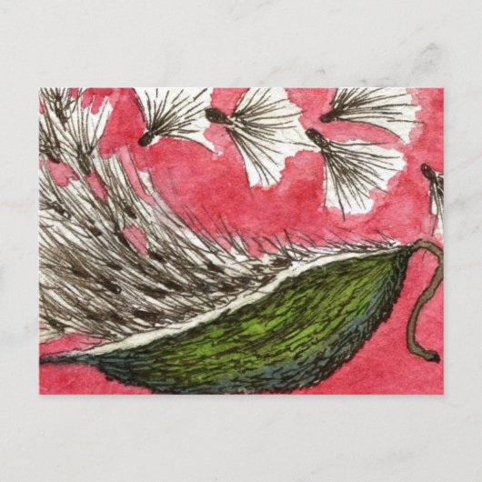 Carte postale florale "Milkweed Pod" (Devant)