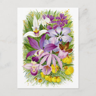 Carte postale florale Orchidées antiques/Vintages