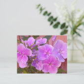 Carte postale florale Phlox (Debout devant)