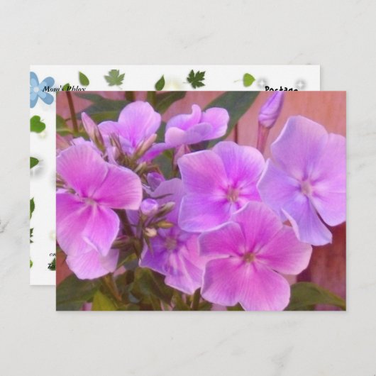 Carte postale florale Phlox (Devant / Derrière)