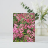 Carte postale florale rose de la nature (Debout devant)