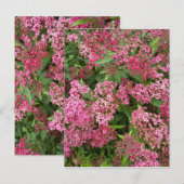 Carte postale florale rose de la nature (Devant / Derrière)
