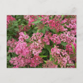 Carte postale florale rose de la nature (Dos)