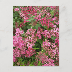 Carte postale florale rose de la nature